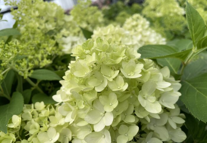 スカイフォール