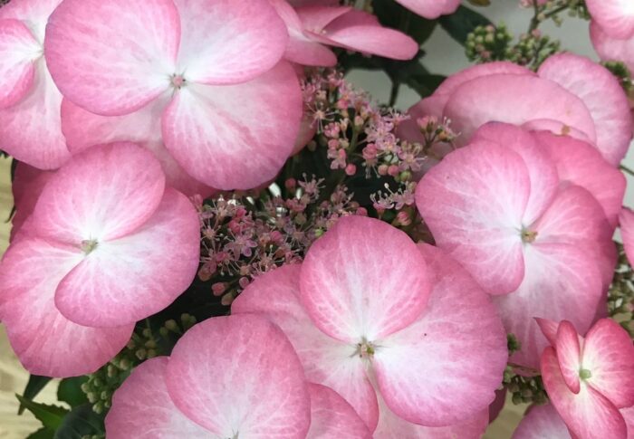 常緑アジサイマーチ