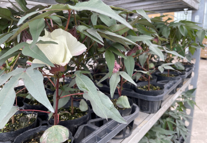 ミニコットン 綿花子