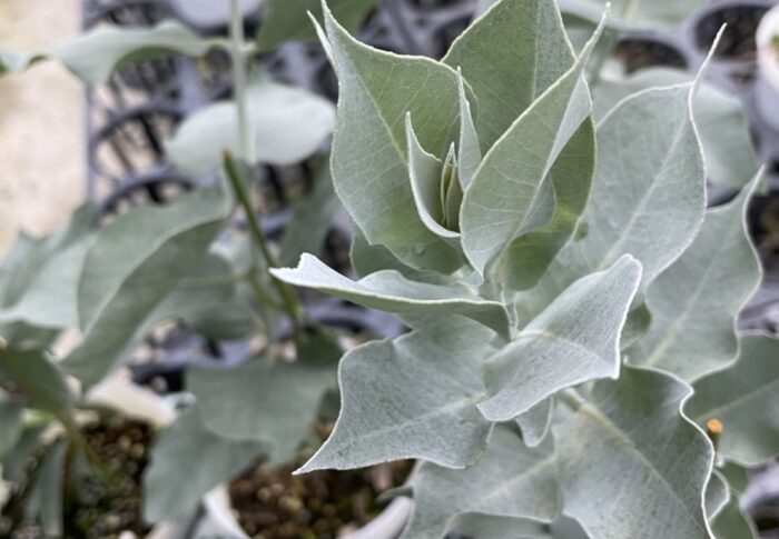 ユーカリ マクロカルパ